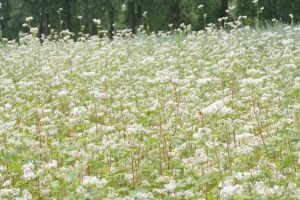 Buchweizen (Fagopyrum esculentum) - Feld in voller Blüte